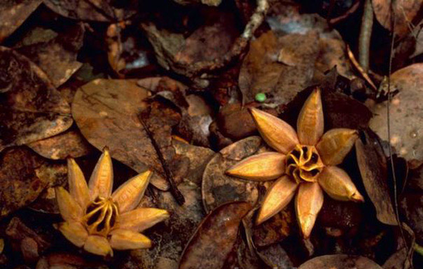Swietenia Mahagon flower